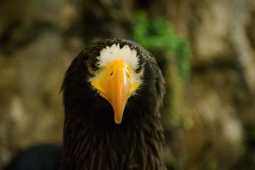 eagle close up