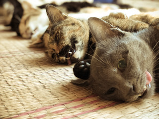 Neutering dogs and cats in World Rabies Day,Surgical sterilization of dogs, cats