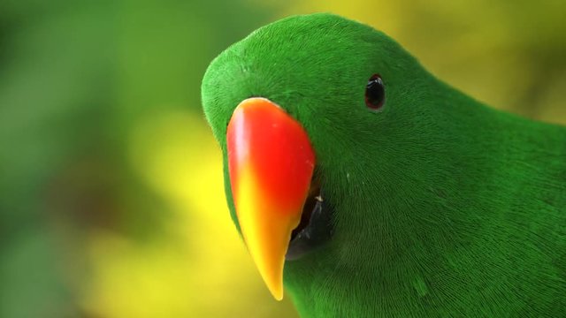 extreme close up of a beautiful green male eclectus parrot