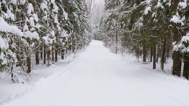 Panoramic shot of winter forest and snow-covered trees
