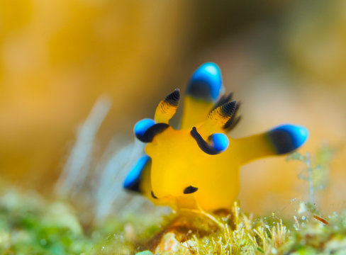 ウデフリツノザヤウミウシ