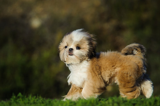 Shih Tzu puppy dog walking through field