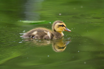 カルガモのヒナ