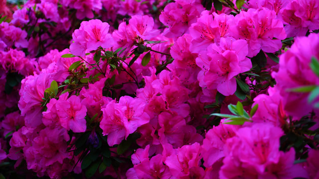 Fototapeta Pink large bushes of flowers grow in big orangery. Shrubs have many green leaves on stalks. Concept of modern conservatory and botany. 