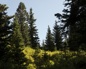 Fototapeta premium Sunny Mountain Meadow