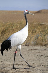 Red-crowned Crane in Zhalong nature reserve