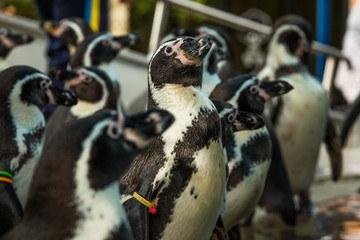Obraz premium penguin show in the zoo