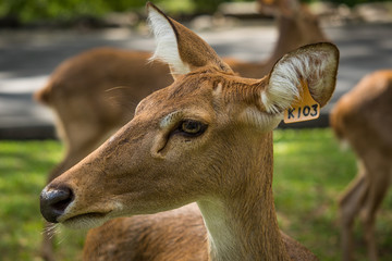 closed with a deers in a zoo