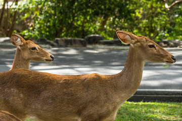 closed with a deers in a zoo