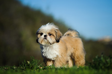 Shih Tzu puppy dog standing in open field