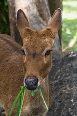 closed with a deers in a zoo