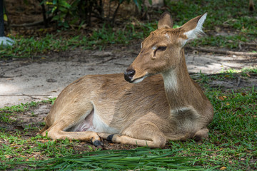closed with a deers in a zoo