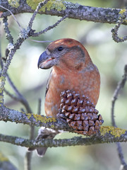 parrot crossbill (Loxia pytyopsittacus)
