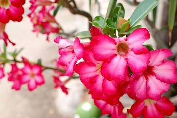 Fototapeta na wymiar Azalea flowers in tropical