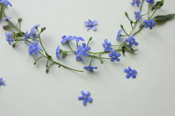 blue wildflowers