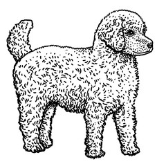 Poodle illustration, drawing, engraving, ink, line art, vector