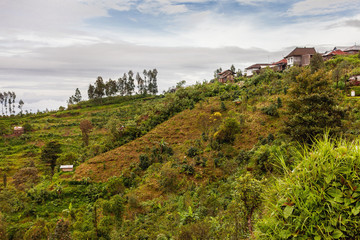 Fototapeta na wymiar Agricultural terrace rice fields near Ubud. Winter rainy and cloudy season. Bali, Indonesia.