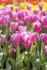 Beautiful colorful tulip flower garden, nature concept, outdoor day light