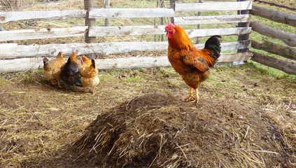 Rooster on dunghill