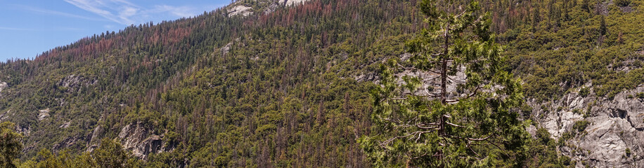 Coniferous forests on the slopes of the Yosemite Valley. Picturesque landscape of Sierra Nevada, California, USA