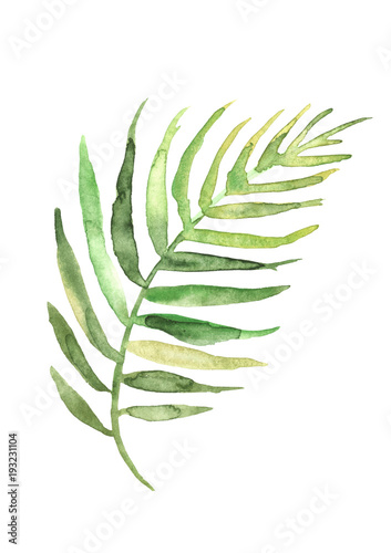 Palm Tree Leaf Drawings
