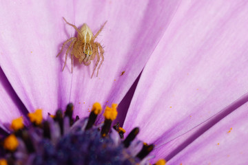 Spider on Cape Daisy Osteospermum flower