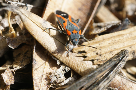 boxelder bug beetle