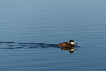 Ruddy Duck Swimming