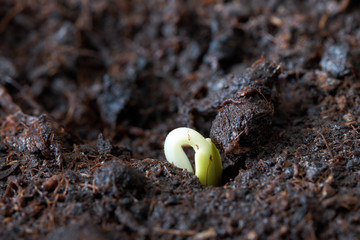 Sprouts, sowing and disembarkation in grunt