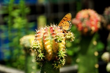 Butterfly wings orange Fly on a colorful cactus. Feel the natural.