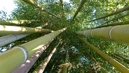 Fototapety  Bambusowy gaj, bambusowy las naturalne zielone tło
