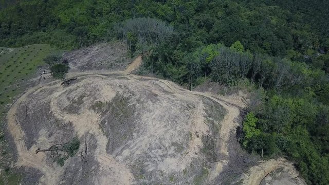 Deforestation. Logging of rainforest. Forest destroyed for oil palm industry