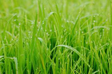 Beautiful abstract view of young paddy plants, View of paddy fields