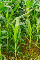 Young maize field,Corn field in early morning light