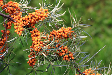 sea buckthorn plant with fruits