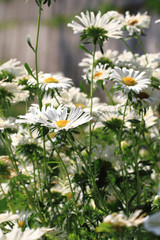 white daisy flowers