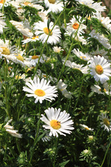 Obraz premium white daisy flowers