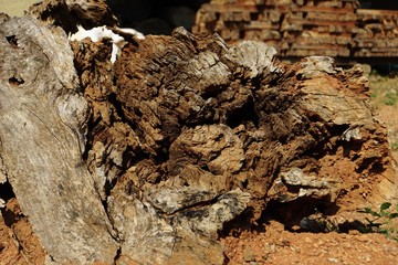 Patterns inside the tree. Patterns are different