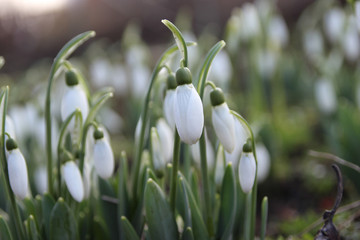 forest, white snowdrops, forest primroses.