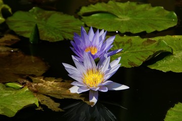 Purple lotus and leaves on the water.