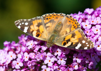 Painted Lady, Butterfly