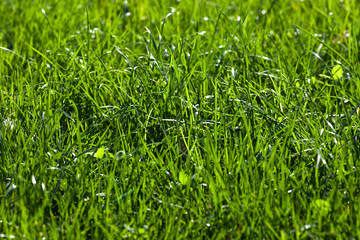 Grass, lawn, nature