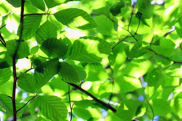 beech green leaves background
