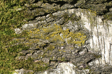 birch tree bark texture