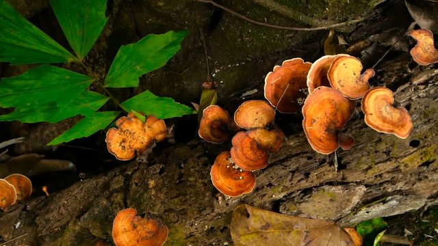 Reishi mushrooms are used in traditional asian medicine grow on a snag in tropical jungle against the backdrop of a green exotic leaf