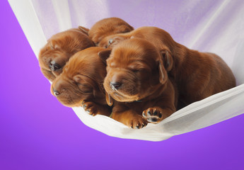 Five little puppyes sleeping on white veil on lilac color background