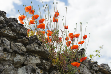 Red poppies on an old stone wall