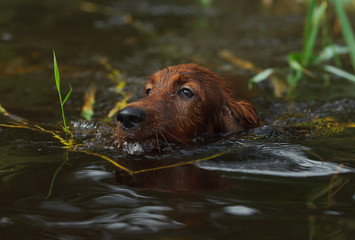 Portrait red dog swiming in blue water on lake