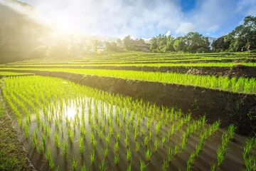 Abwaschbare Fototapete Reisfelder Grünes terrassiertes Reisfeld mit Nebel am Morgen bei Chiangmai Thailand