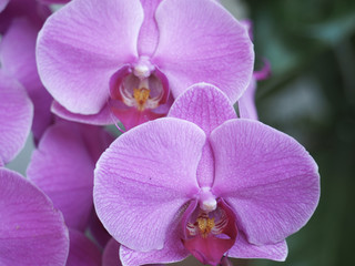 Obraz premium Indonesia Orchid